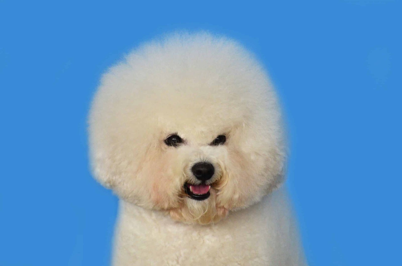 medium coat beige puppy