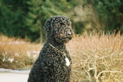 a black dog standing in a field of tall grass