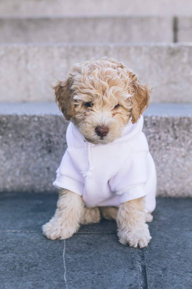 white poodle puppy in white coat
