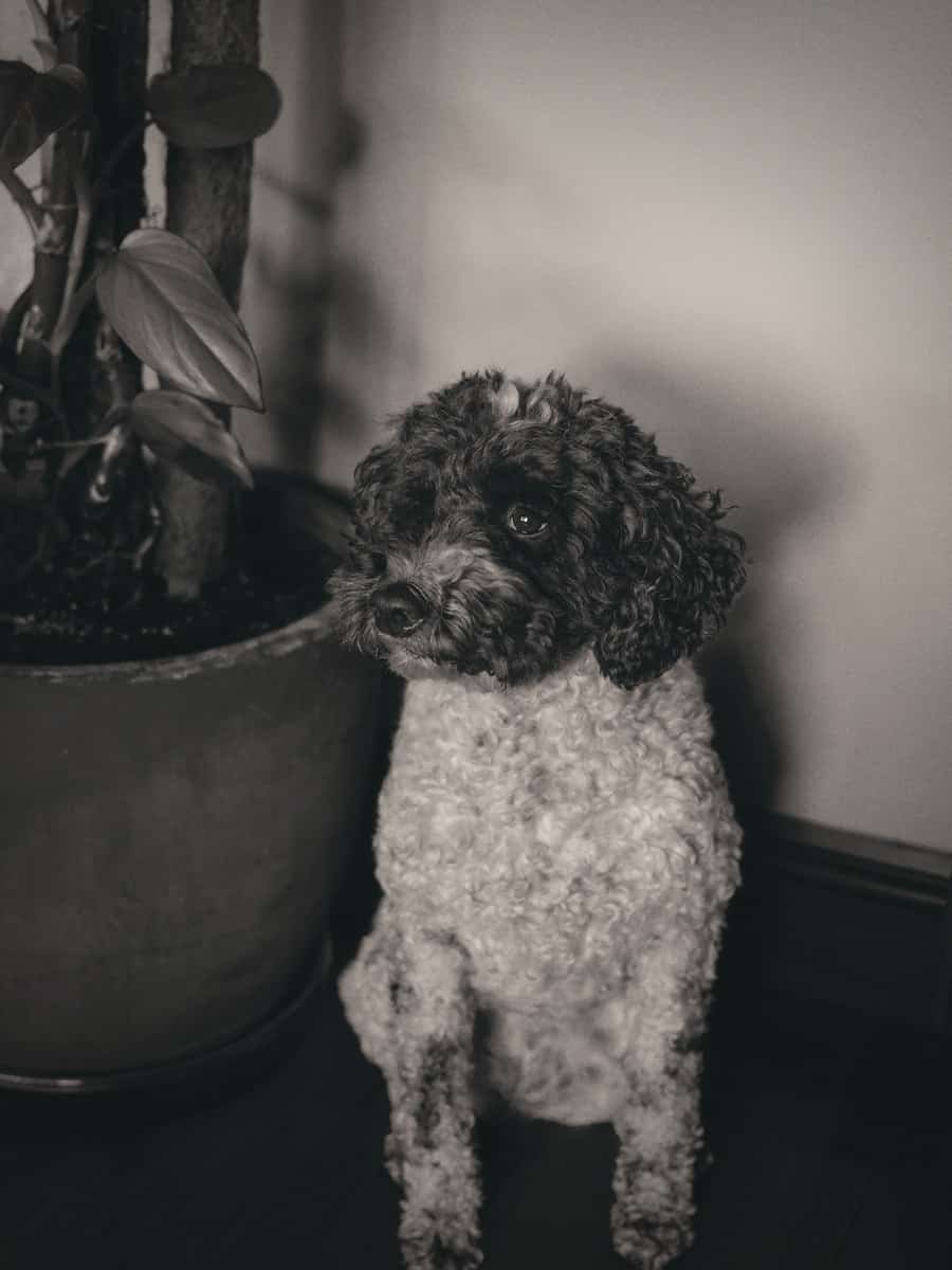 grayscale photo of curly haired small sized dog on black round pot