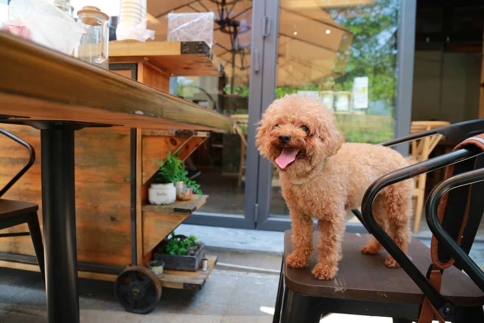 brown poodle on black and brown chair
