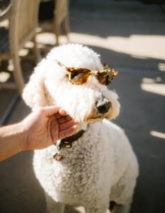 Are Poodles a Good Companion as We Age?