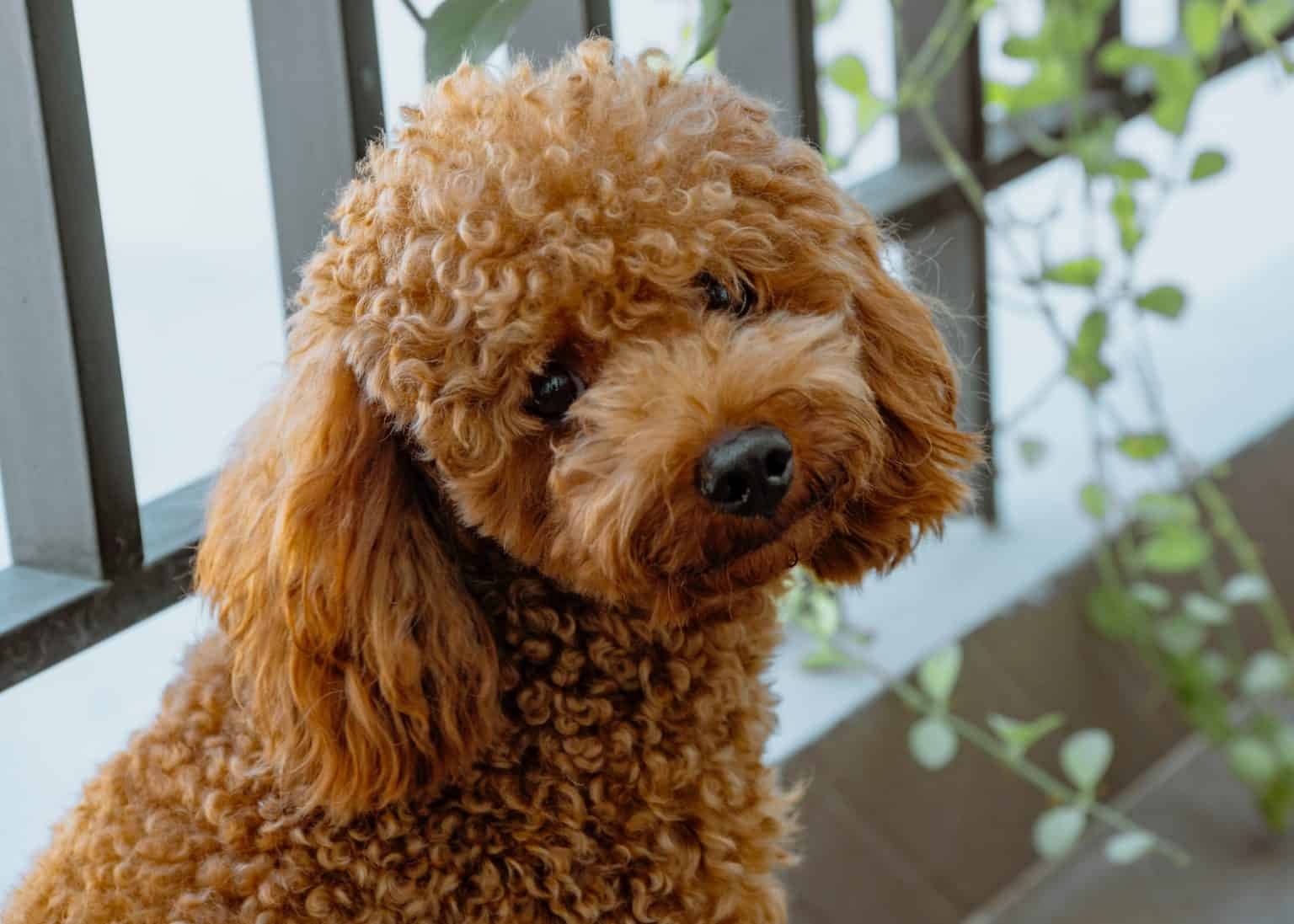 Toy Poodle Health Issues | Poodles For Adoption