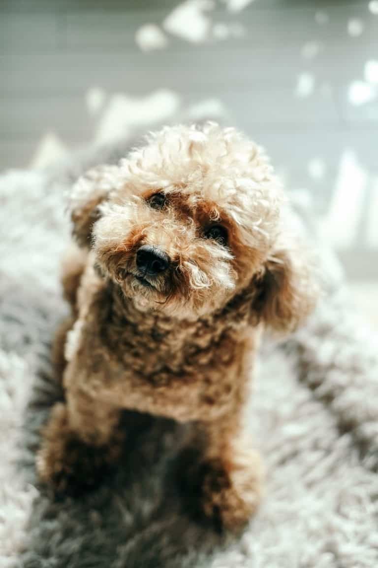 brown curly coated small dog on white textile