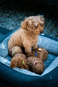 brown poodle puppy on blue textile
