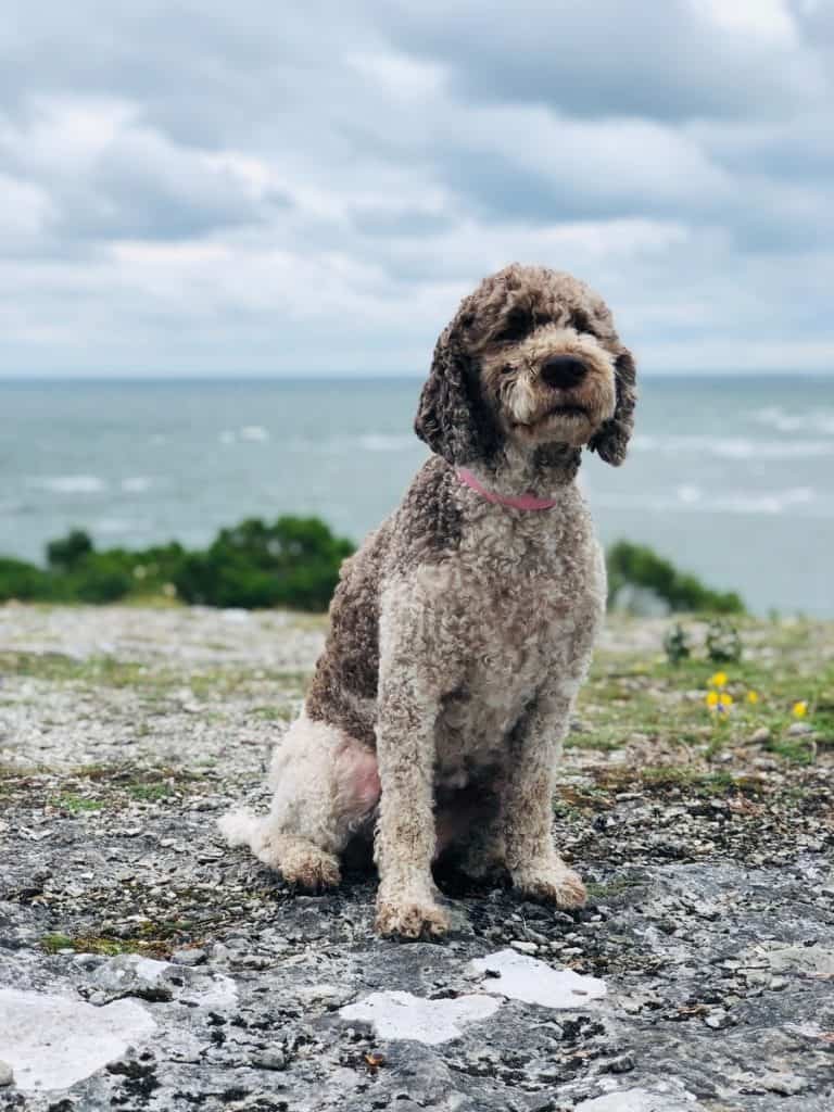 brown and white poodle on the beach