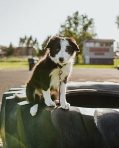 Medium-coated White and Black Puppy