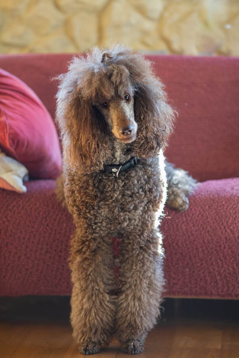 Corded Poodle Coat
