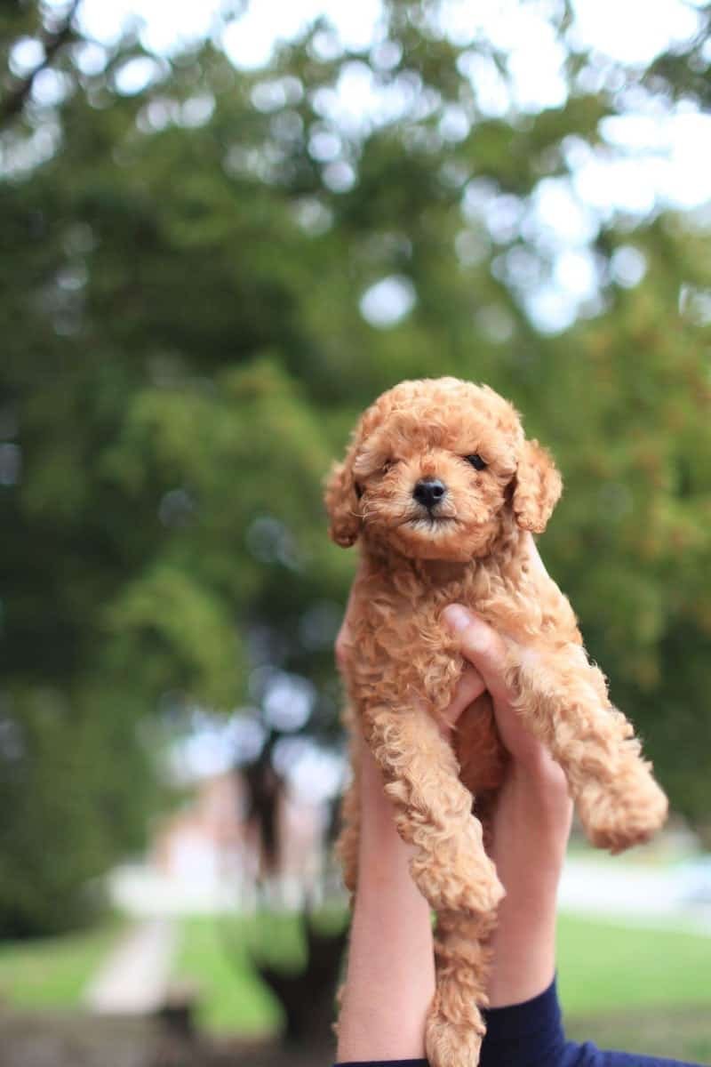 Apricot Toy Poodle Puppy