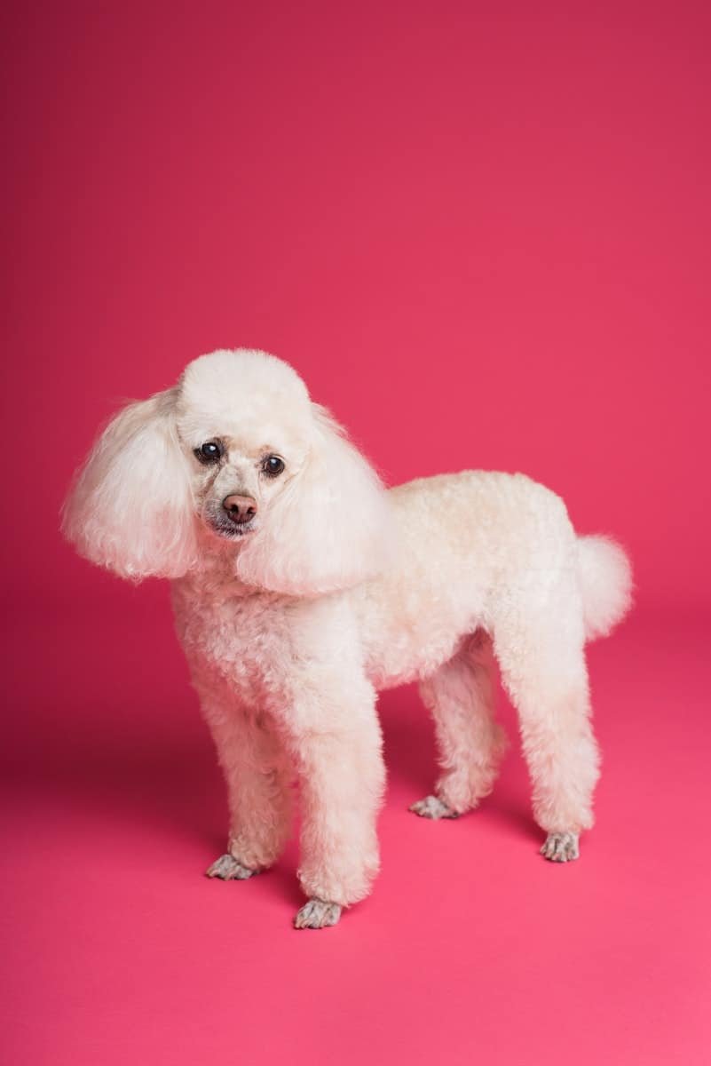 Poodle Standing on a Pink Background