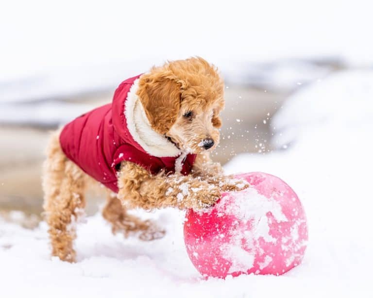 Cheerful Toy Poodle with curly fur in red costume rolling ball on snowy ground while playing on street in winter day