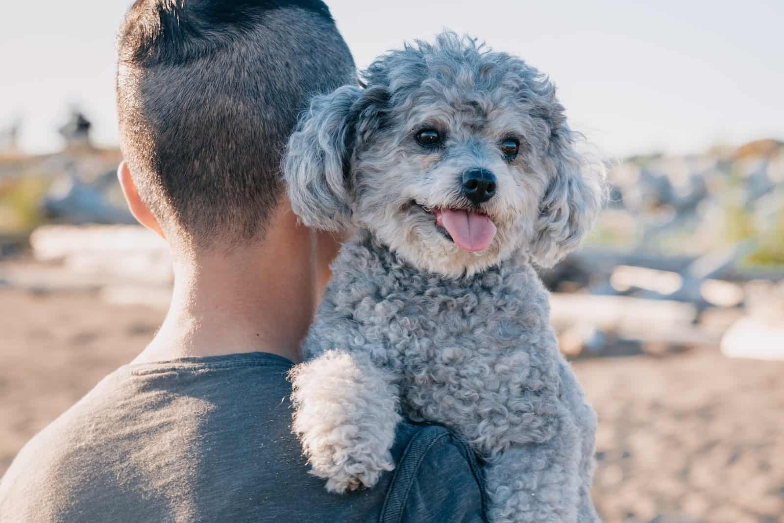 A Cute Gray Poodle Carried by a Person
