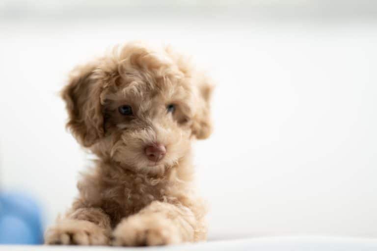 medium-coated tan puppy on white textile