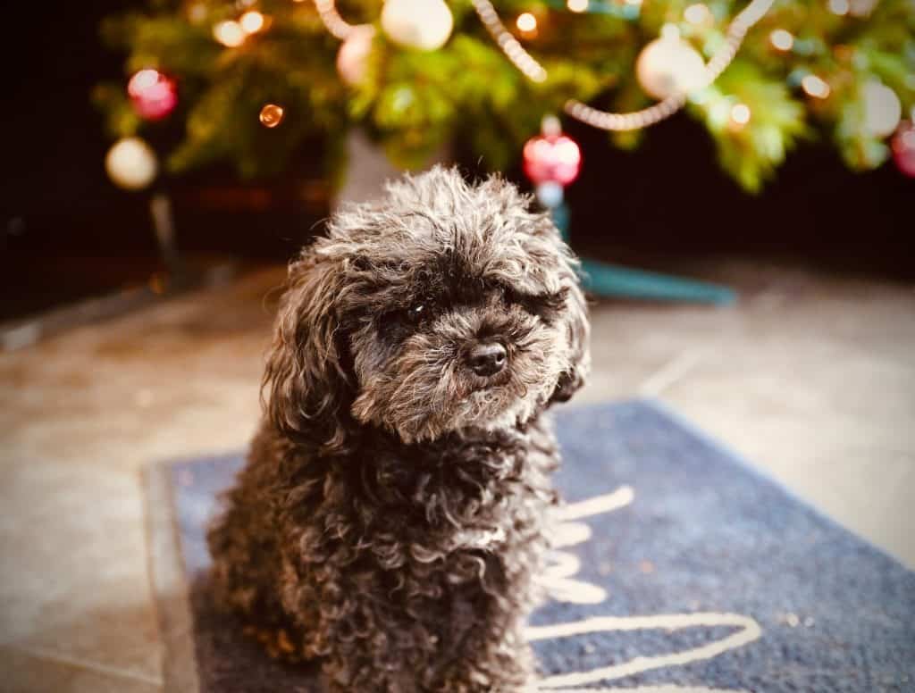 Find Your Perfect Canine Companion Miniature Poodle Rescue
