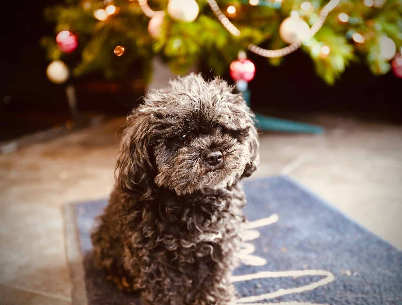 a black dog sitting on a blue rug in front of a christmas tree