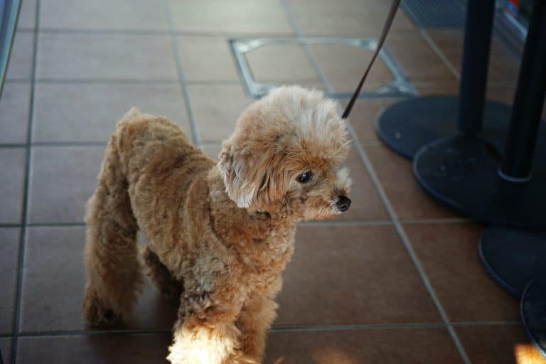 brown poodle puppy on brown floor tiles