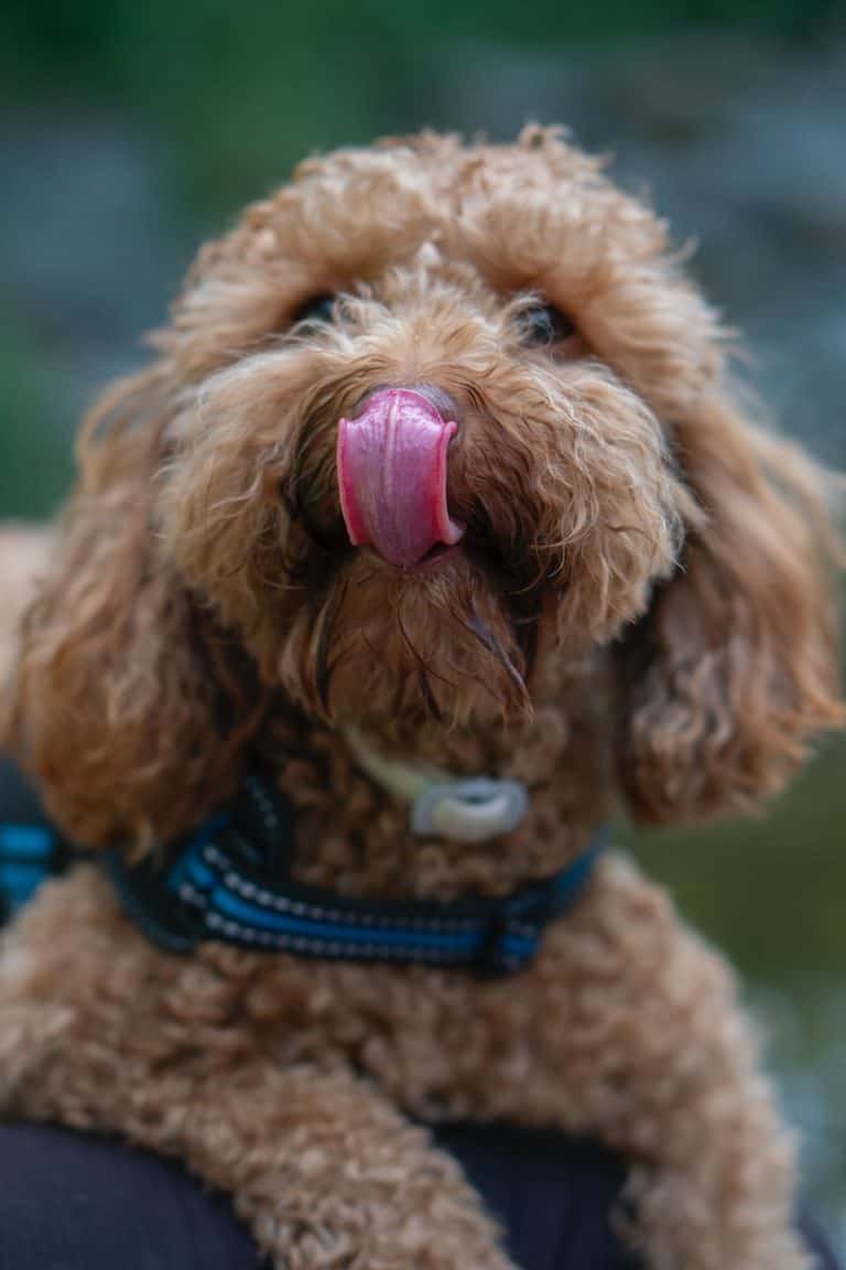 brown long coated small dog