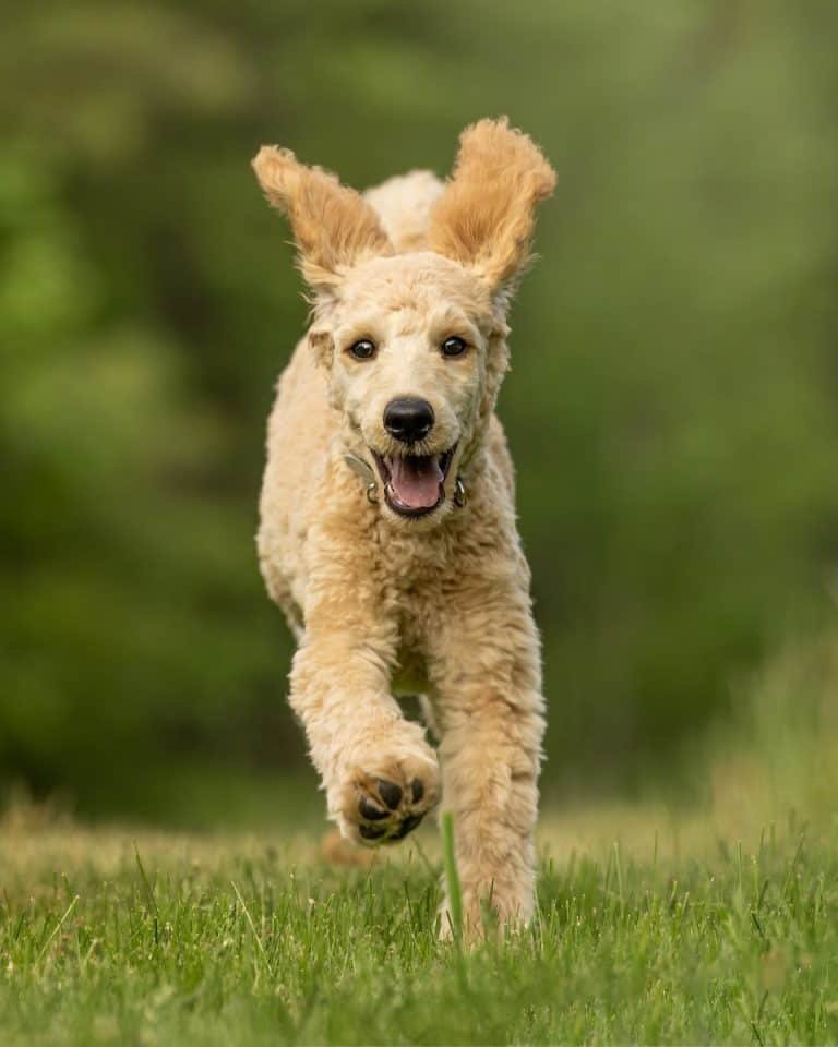 A Cute Dog Running on Green Grass Field