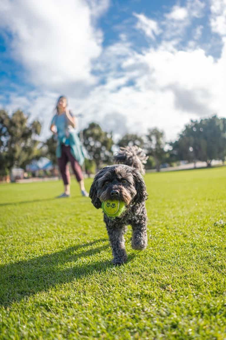 black and brown long coated small dog on green grass field during daytime