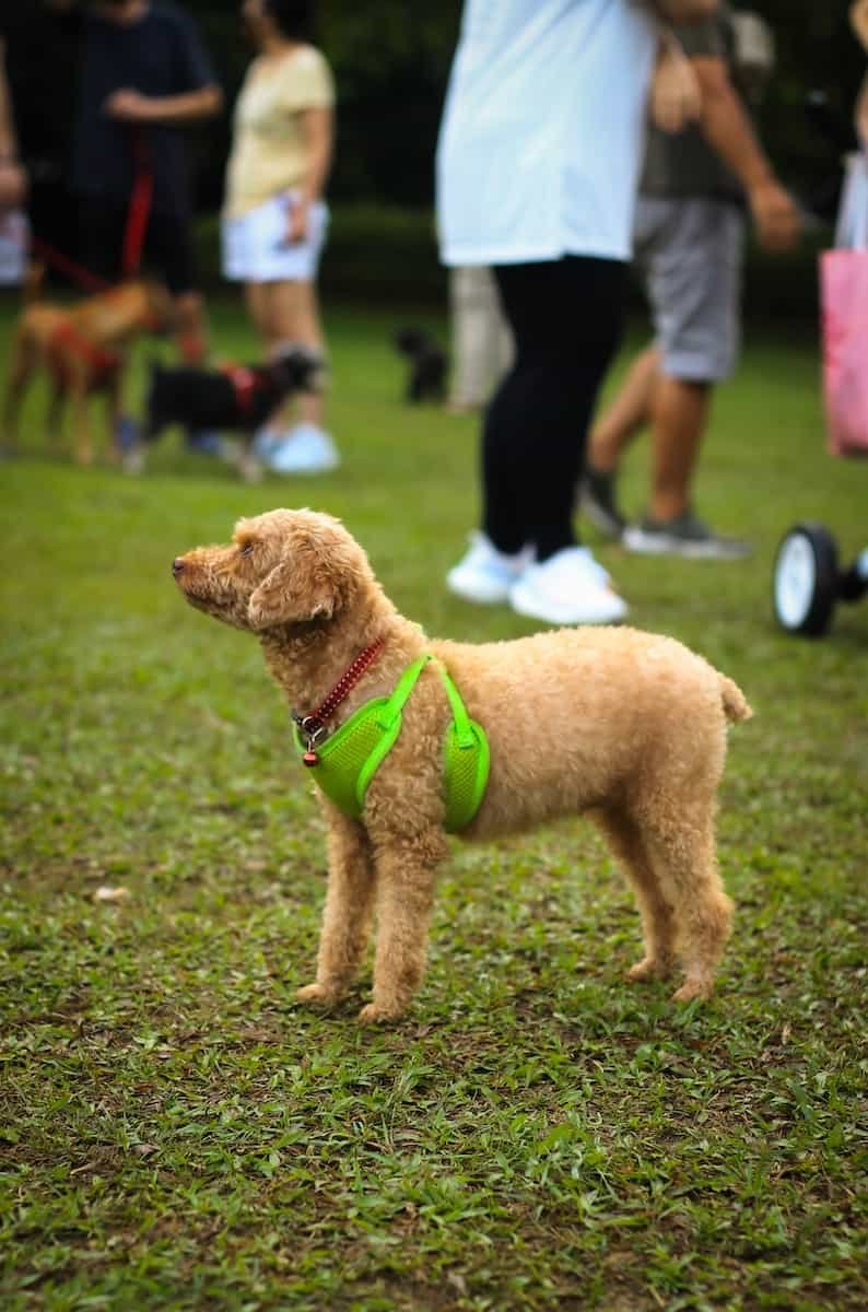 brown short coated dog with green collar