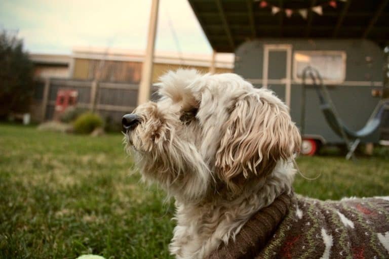 long-coat brown and white dog in close-up photography