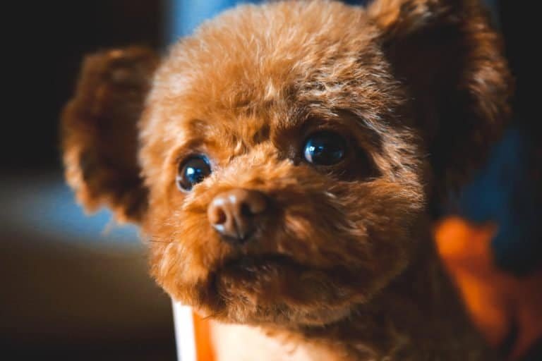Close-up of a Poodle Toy Puppy