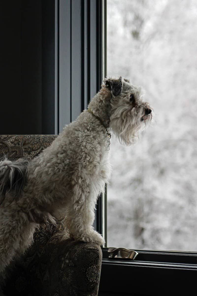 a dog sitting on a chair looking out a window