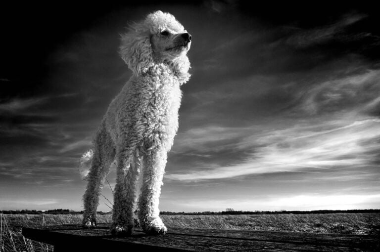 animal, poodle, mammal, friend, breed, nature, monochrome, dog, pet