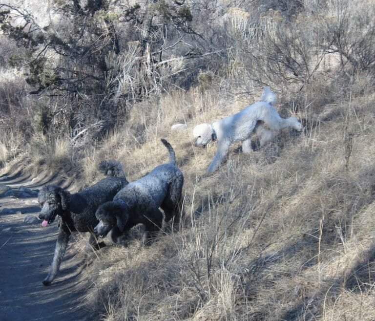 Poodle adoption guide - Rare Poodle Mixes You Might Not Known About: Uncovering Unique Hybrids