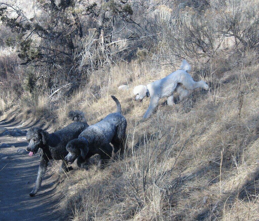 Poodle adoption guide - Rare Poodle Mixes You Might Not Known About: Uncovering Unique Hybrids