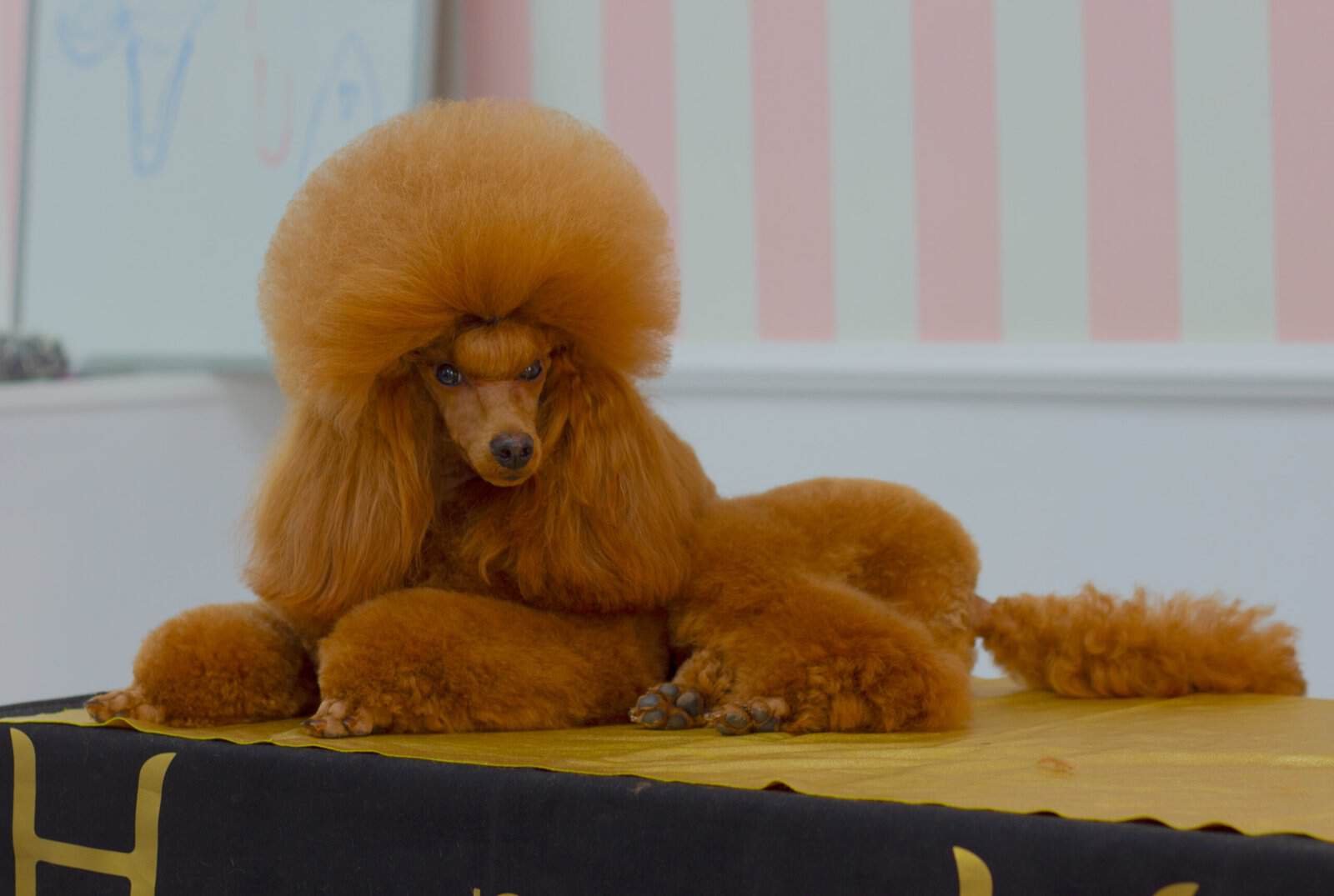 Red Miniature Poodle standing on a grooming table Red Miniature Poodle standing on a grooming table