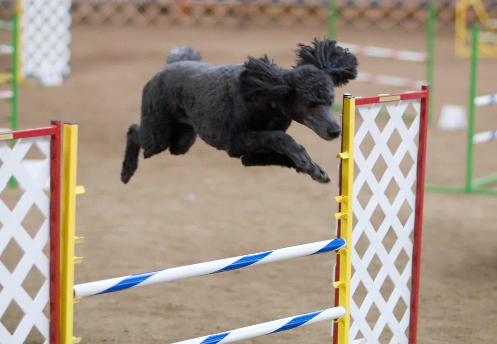 Blue Standard Poodle clearing a jump on an agility course Blue Standard Poodle clearing a jump on an agility course