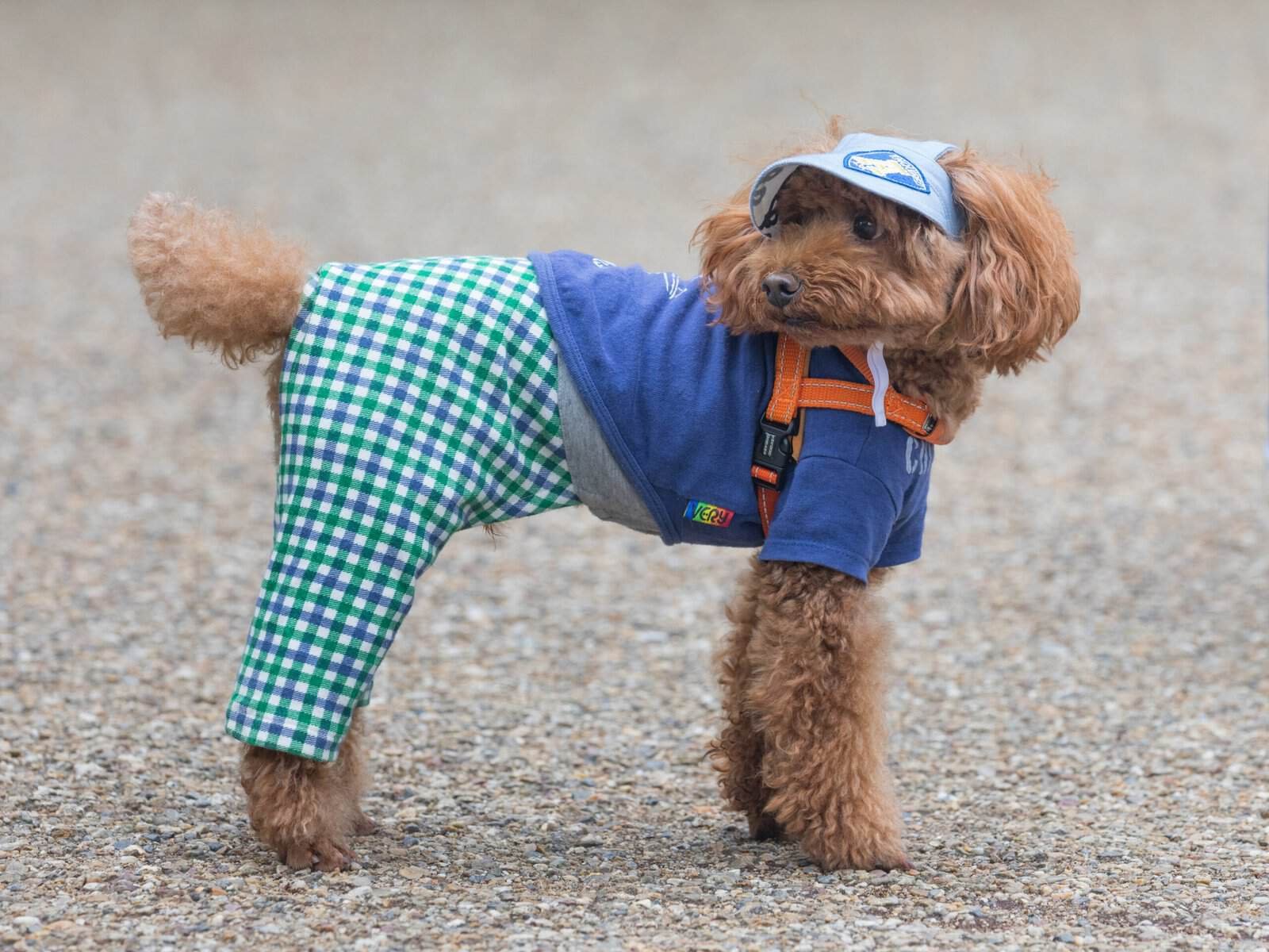 Small apricot Toy Poodle wearing a sweater on a city street in Tokyo Small apricot Toy Poodle wearing a sweater on a city street in Tokyo